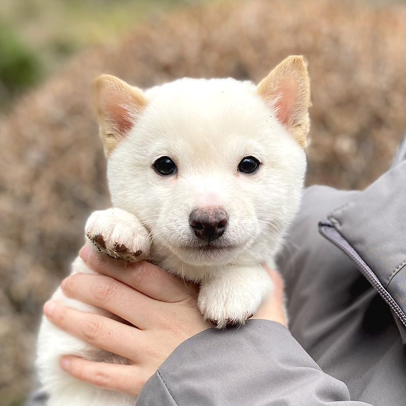 今すぐお飼いになれる若犬 TH-088
