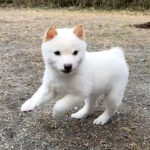今すぐお飼いになれる若犬 TH-088