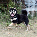 社会性訓育済み成犬 FP-115