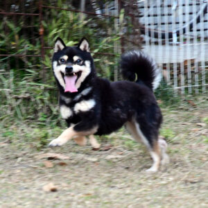 社会性訓育済み成犬 FP-115