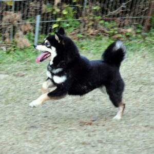 社会性訓育済み成犬 FP-115