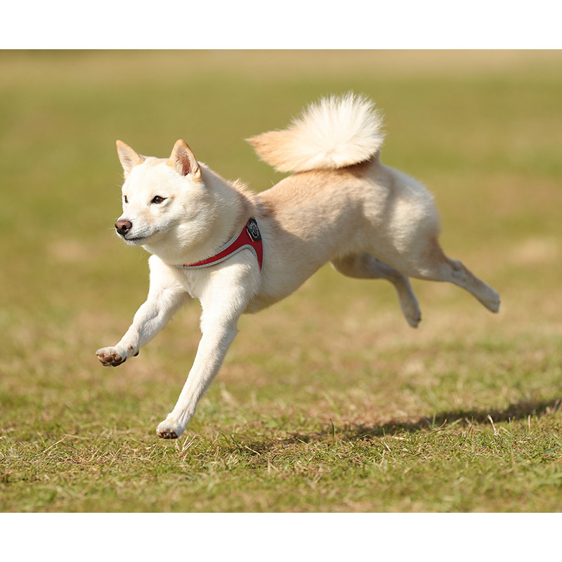 東京の母極小豆柴犬のはるちゃん