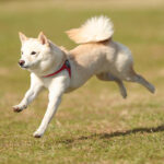 東京の母極小豆柴犬のはるちゃん