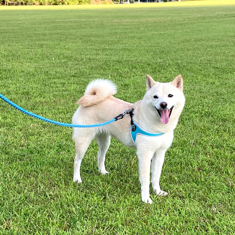 東京の母極小豆柴犬のはるちゃん