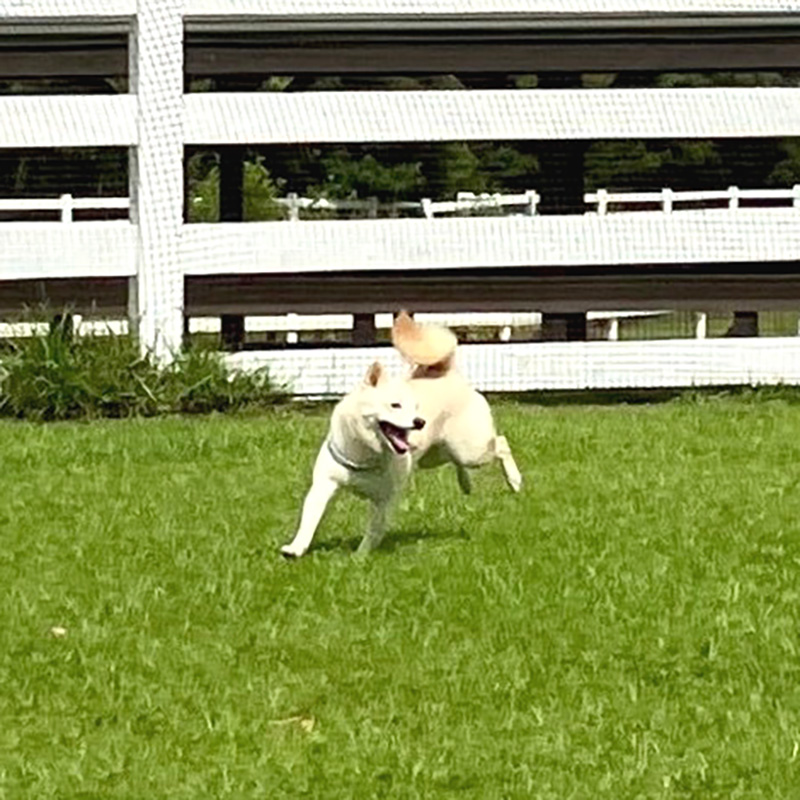 東京の母極小豆柴犬のはるちゃん