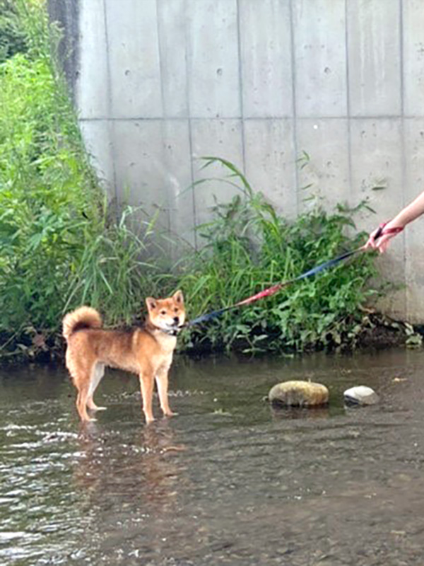 神奈川の母 極小豆柴犬 琥珀ちゃん 