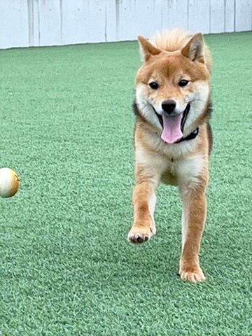 神奈川の母 極小豆柴犬 琥珀ちゃん 