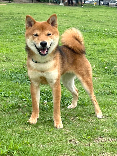 神奈川の母 極小豆柴犬 琥珀ちゃん 