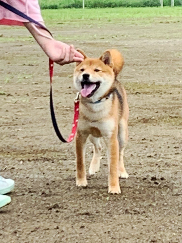 神奈川の母 極小豆柴犬 琥珀ちゃん 