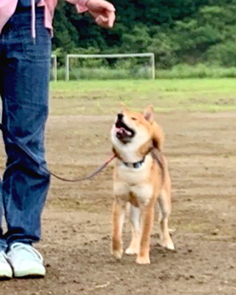 神奈川の母 極小豆柴犬 琥珀ちゃん 