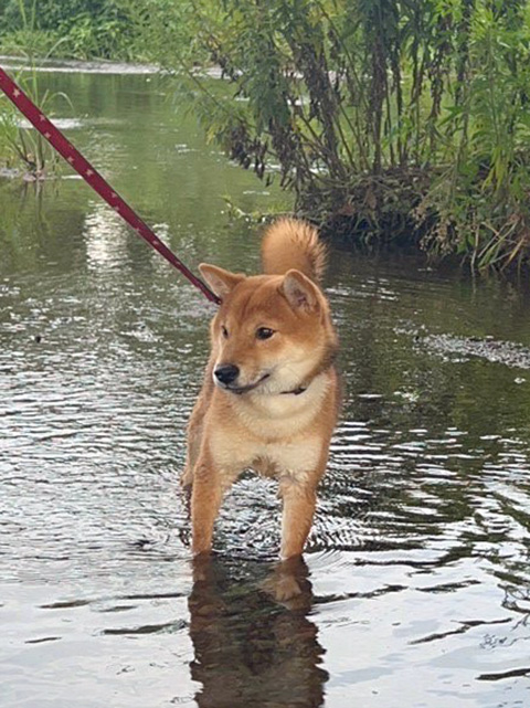 神奈川の母 極小豆柴犬 琥珀ちゃん 