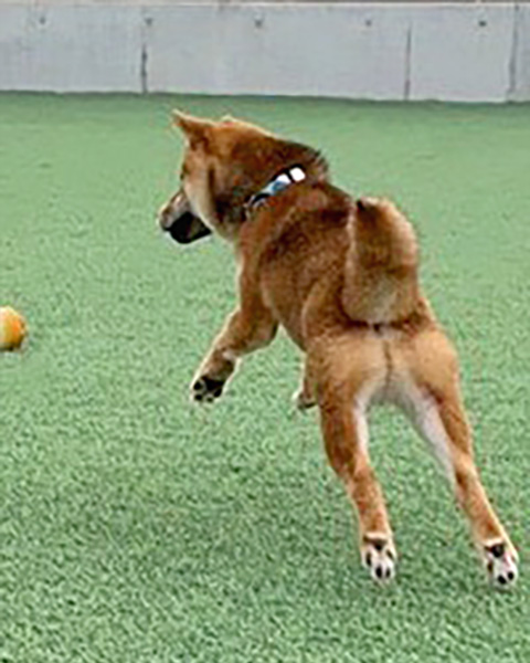 神奈川の母 極小豆柴犬 琥珀ちゃん 