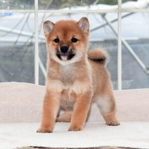 母犬 極小豆柴犬