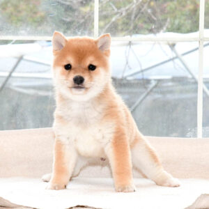 母犬 極小豆柴犬