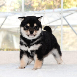 母犬 極小豆柴犬