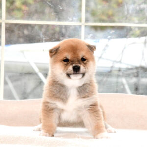 母犬 極小豆柴犬