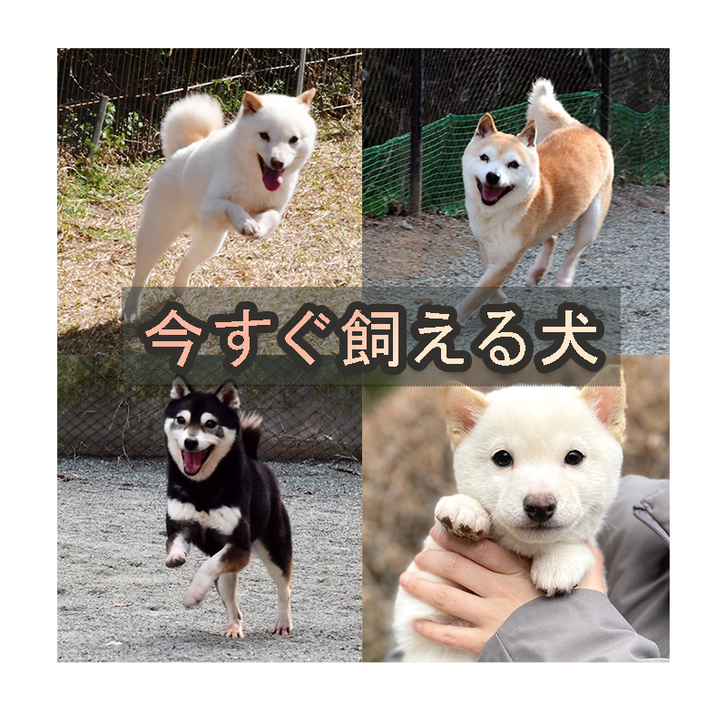 新富士野荘の今すぐ飼える犬のページのお知らせ－豆柴･極小豆柴たち