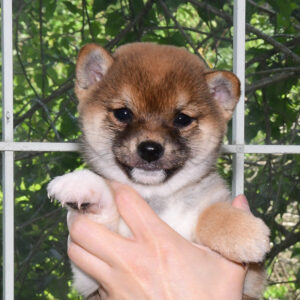極小豆柴母犬 子犬