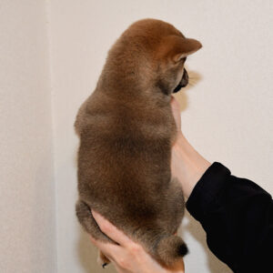 極小豆柴母犬 子犬