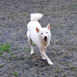 社会性訓育済み成犬 FP-116