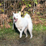 社会性訓育済み成犬 FP-116