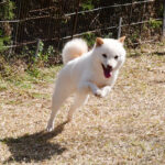 社会性訓育済み成犬 FP117