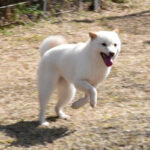 社会性訓育済み成犬 FP117