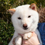 社会性訓育済み成犬 FP117