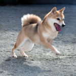 社会性訓育済み成犬 FP119