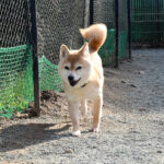 社会性訓育済み成犬 FP120