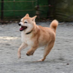 社会性訓育済み成犬 FP120