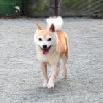 社会性訓育済み成犬 FP121
