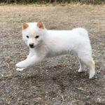 今すぐお飼いになれる若犬 TH-088