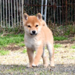 今すぐ飼える子犬･若犬 TH-089
