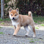 今すぐ飼える子犬･若犬 TH-089