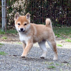 今すぐ飼える子犬･若犬 TH-089