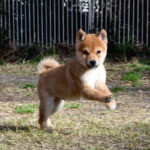 今すぐ飼える子犬･若犬 TH-089