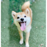 今すぐ飼える子犬･若犬