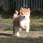 今すぐ飼える子犬･若犬 TH-090