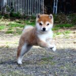 今すぐ飼える子犬･若犬 TH-090