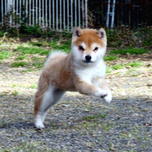 今すぐ飼える子犬･若犬 TH-090