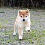 今すぐ飼える子犬･若犬 TH-090