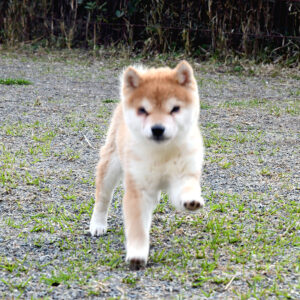 今すぐ飼える子犬･若犬 TH-090
