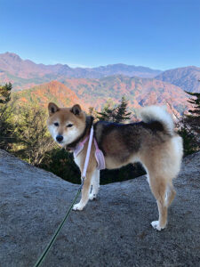 東京の極小豆柴犬にこちゃん７歳