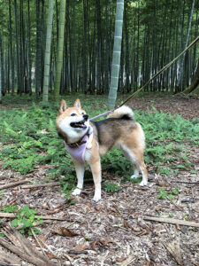 東京の極小豆柴犬にこちゃん７歳