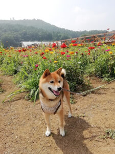 東京の極小豆柴犬にこちゃん７歳