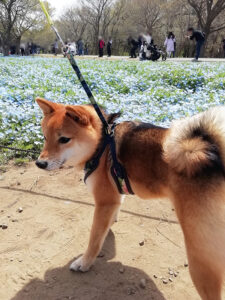 東京のにこちゃん７歳の年賀状