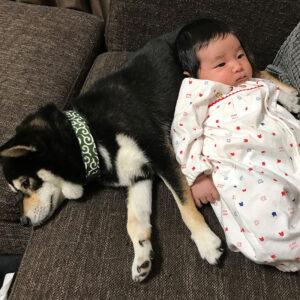 神奈川の母極小豆柴犬そぼろちゃん