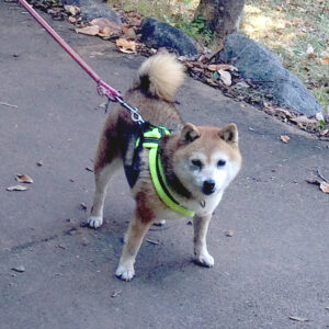 茨城の母極小豆柴犬レイちゃん