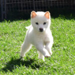 今すぐお飼いになれる若犬･子犬